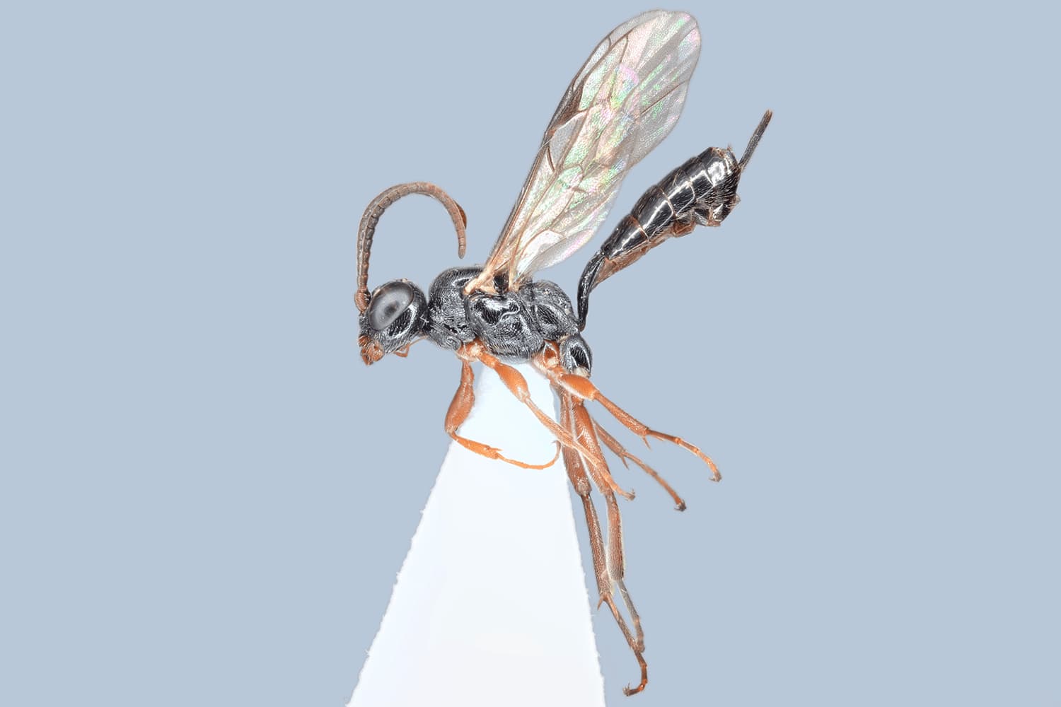 Default image